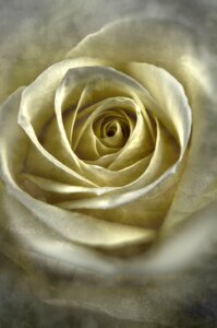 Love white rose floral