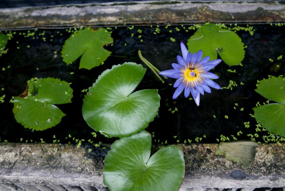 Nature aquatic plants pond plants