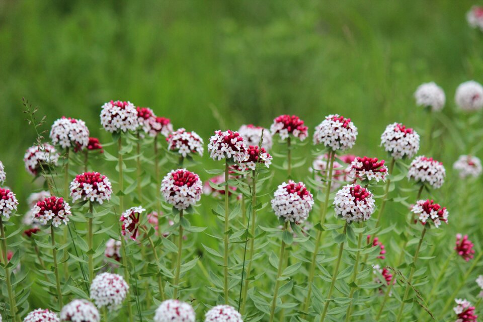 Little flower flowers red