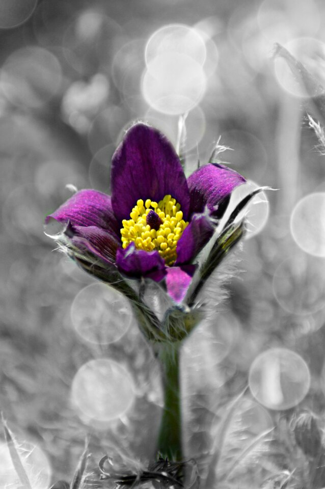 Sunlight flowers summer flowers