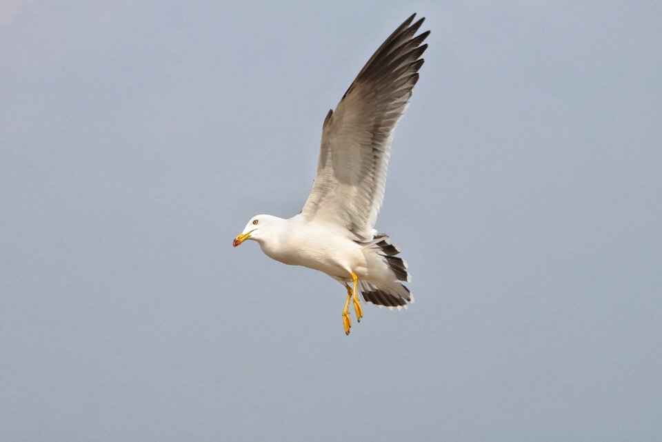 Seabird wild animal natural
