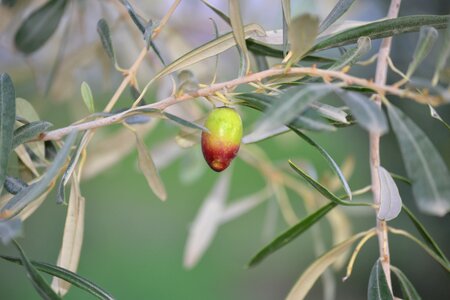 Tree growing plant green