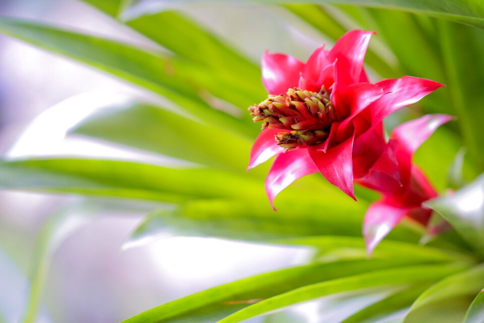 Nature red