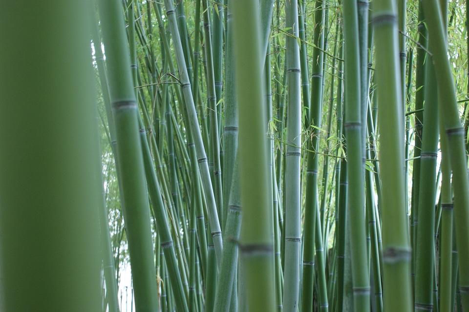Bamboo rods green outside
