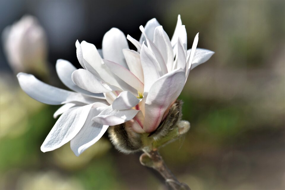 Bloom plant bush