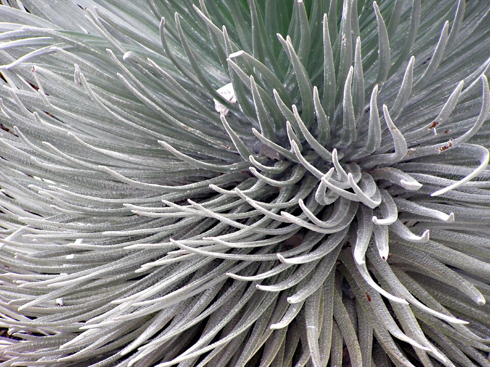 Plant silver haleakalā