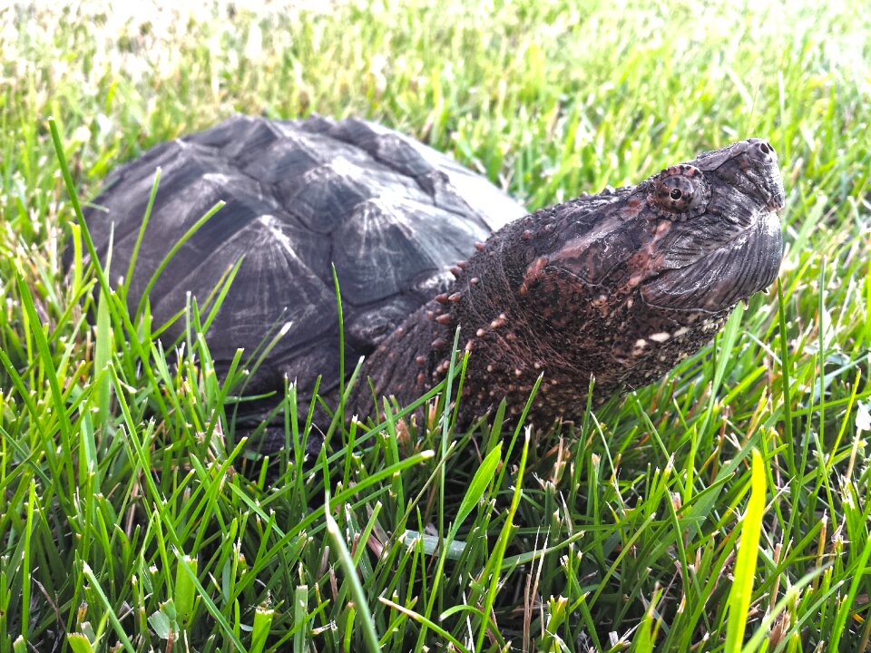 Chelydra serpentina reptile