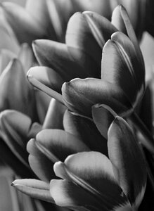 Floral petals