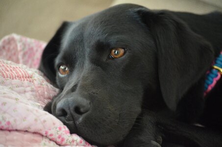 Retriever cute adorable photo