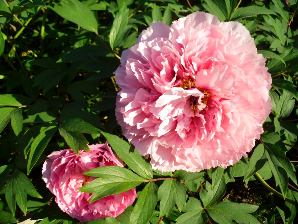 Flower pink peony