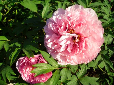 Flower pink peony photo