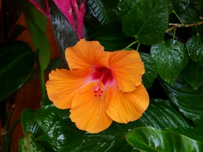 Floral tropical exotic photo