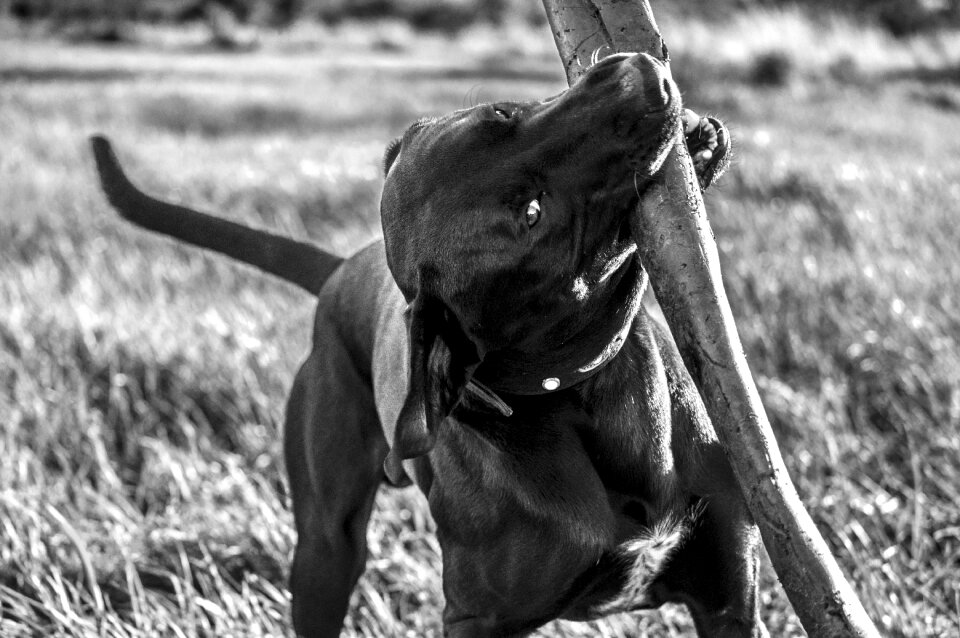 Dog pet animals