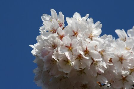 White flowers spring blossom