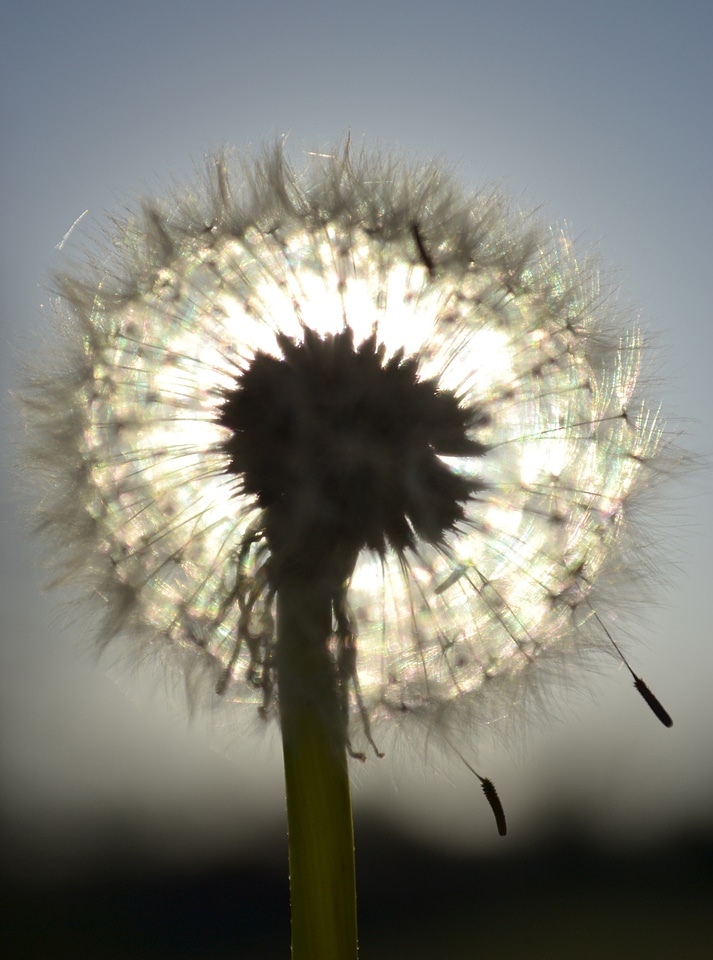 Wishing seed field