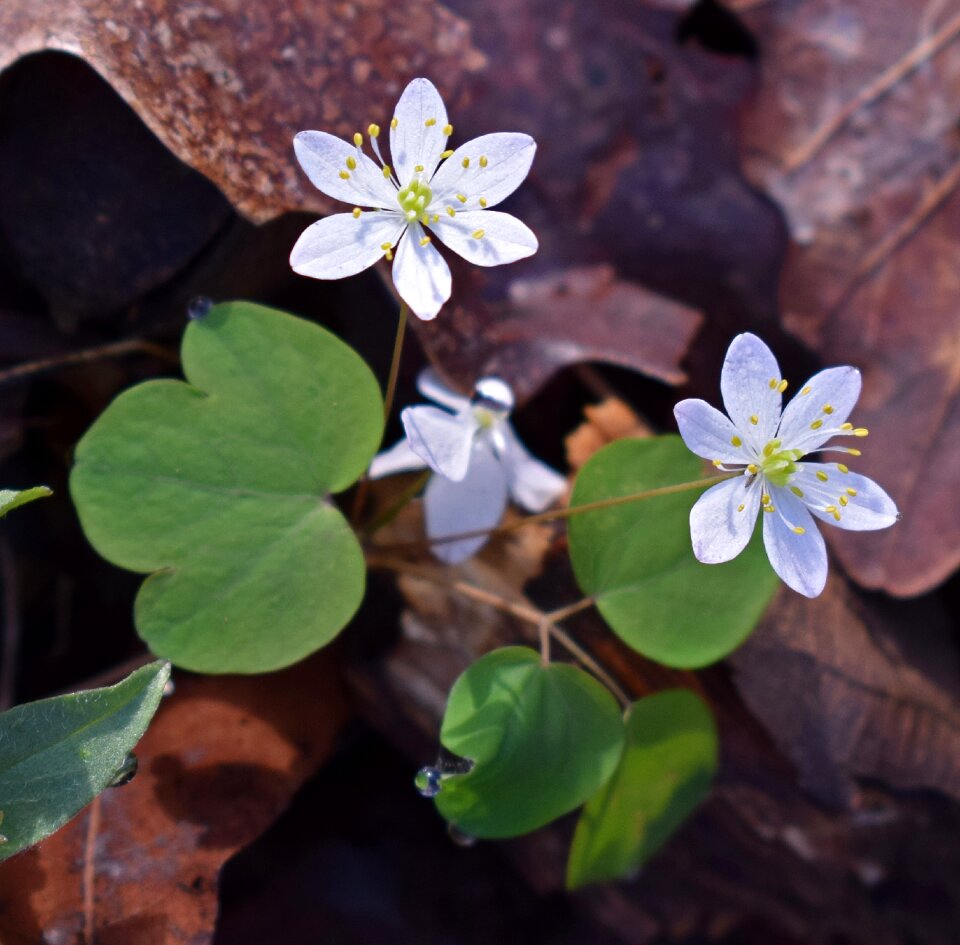 Blossom bloom nature