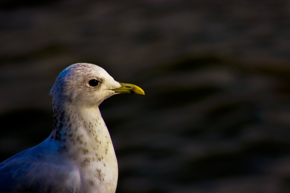Gull white wildlife