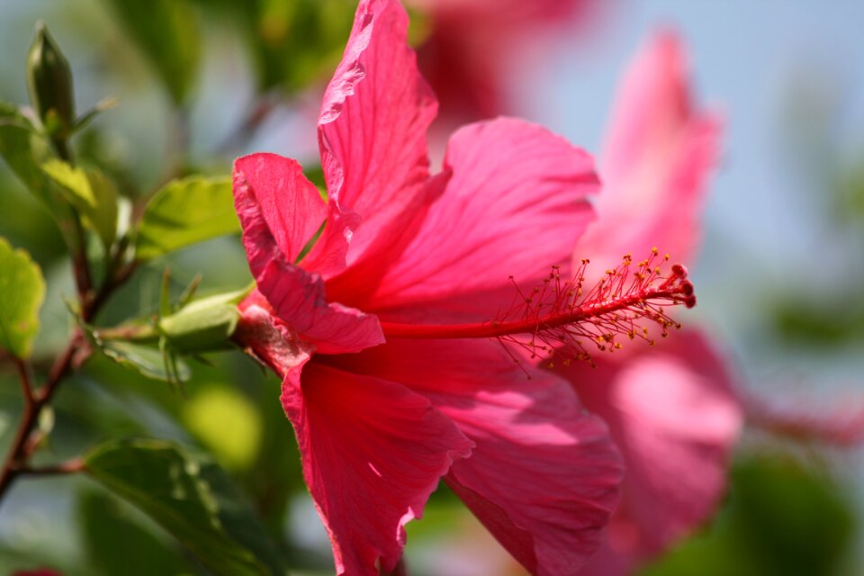 Nature plant botany