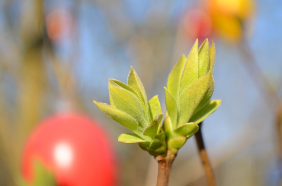 Close up shoots branch