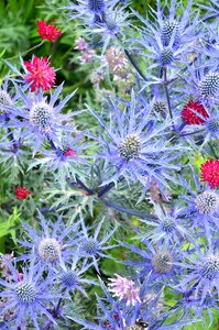 Summer garden petal