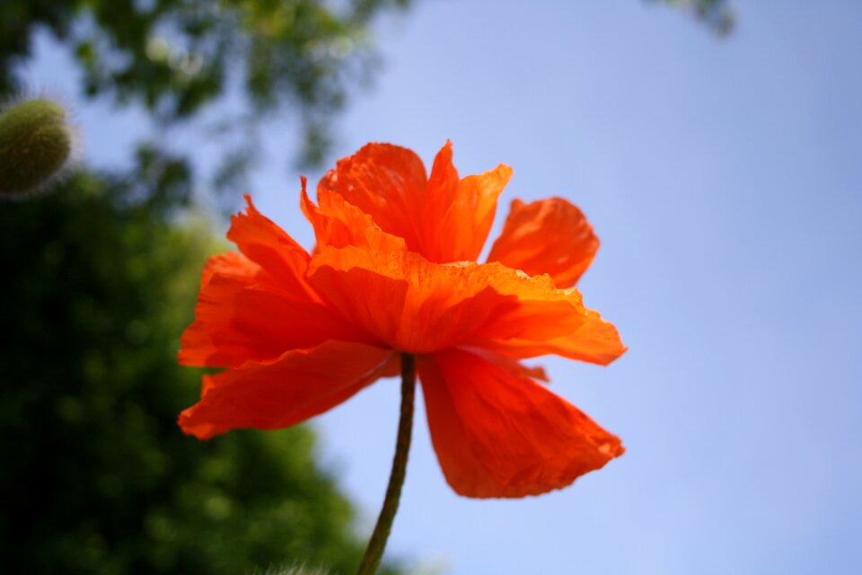 Flower poppy orange
