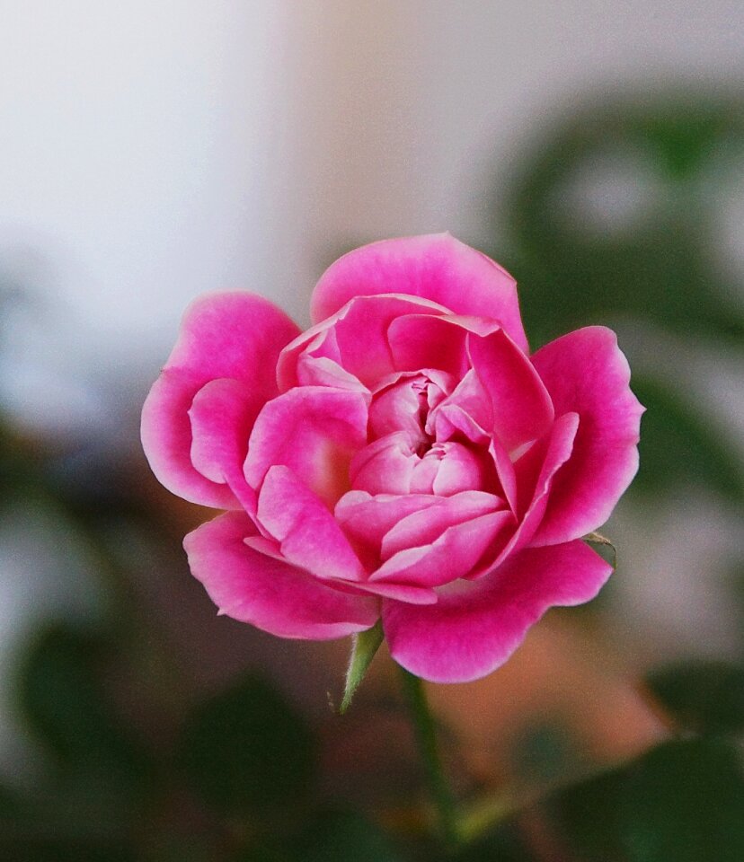 Pink roses nature beauty