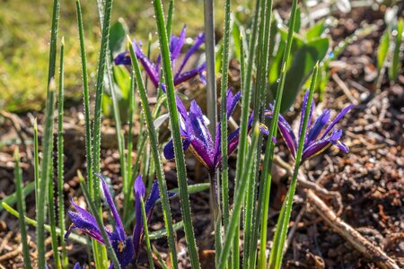 Iris flowers spring