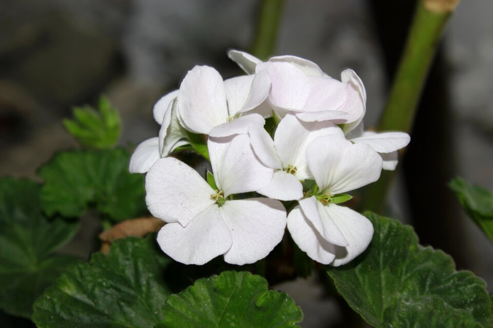 Ecuador riobamba plant