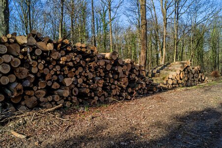 Wood lumber trunk photo