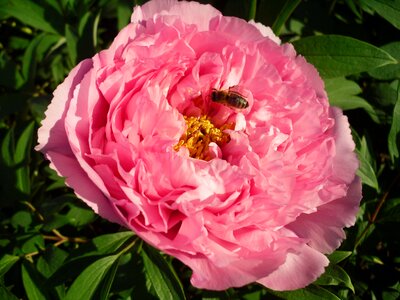 Flower pink peony photo