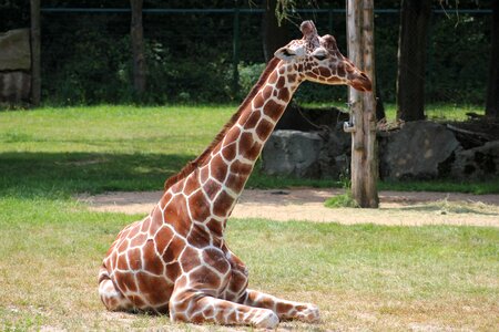 Fauna zoo nuremberg