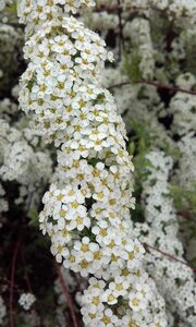 Bloom spiraea spiraea-witted