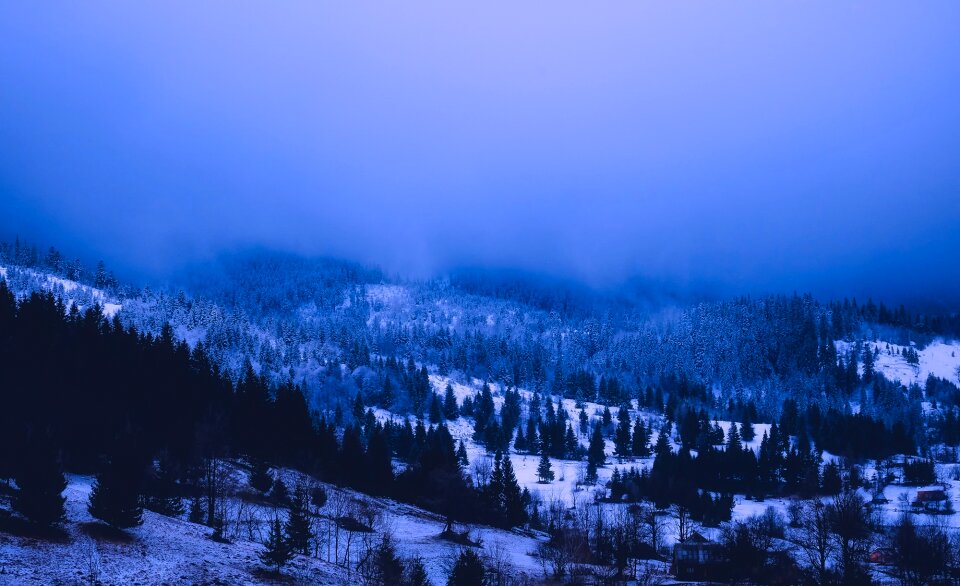 Landscape forest trees