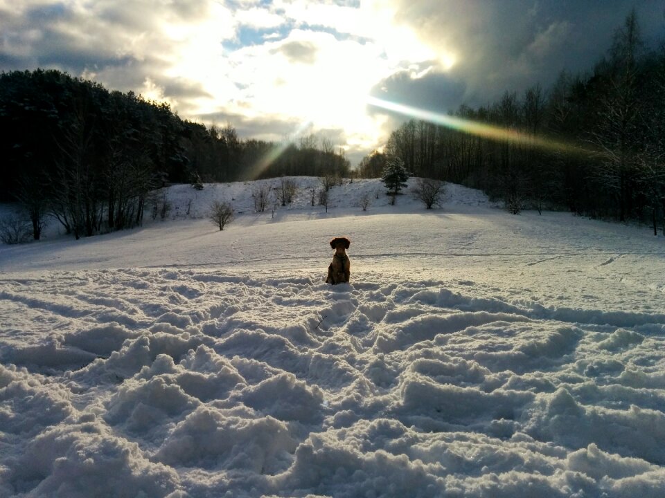 Snow dog photo