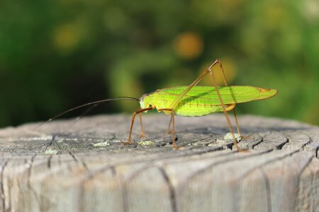 Autumn park compound eyes