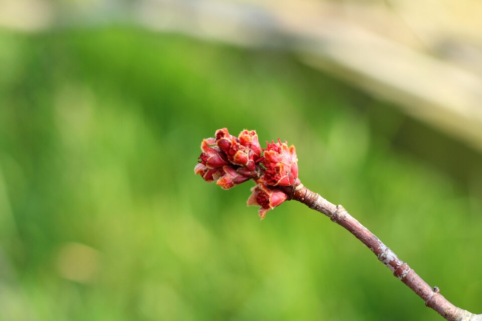 Blossom spring pink