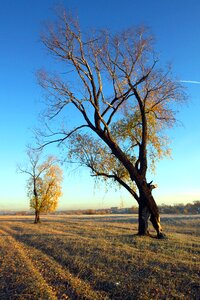 Sunny day autumn blue sky photo