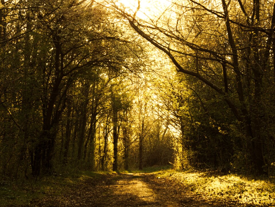 Lane forest yellow