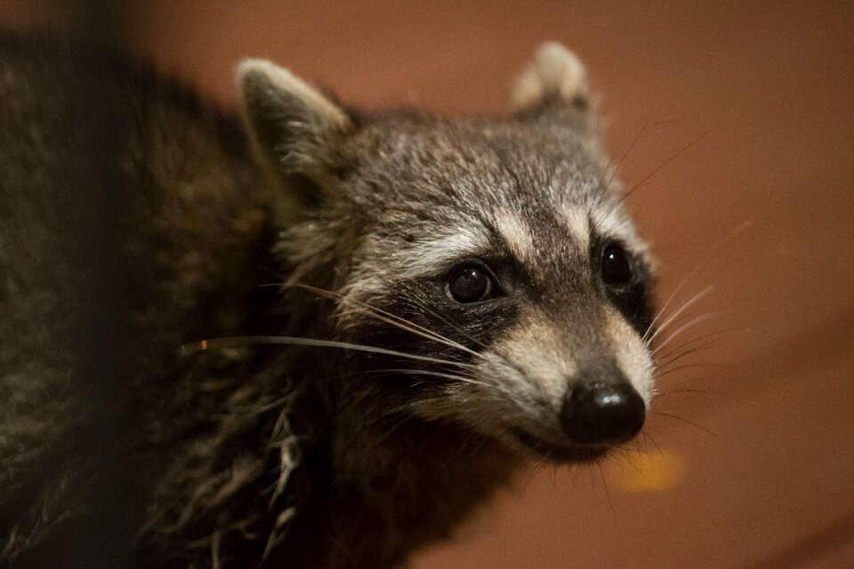 Close up animal wild
