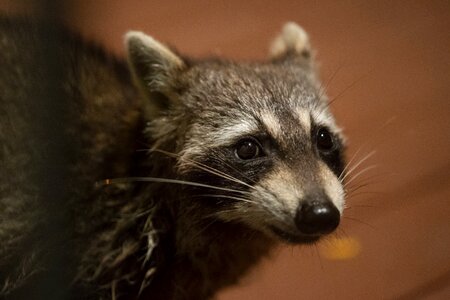 Close up animal wild