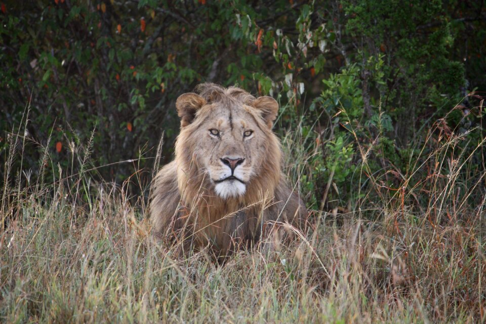 Kenya wildlife