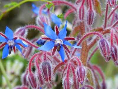 Wild flower purple flower water of borage