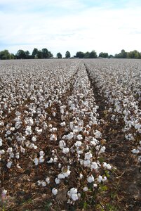 Harvest crop missouri