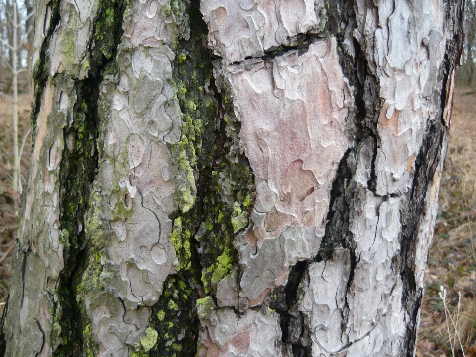 Cracked nature forest