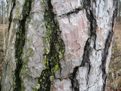 Cracked nature forest