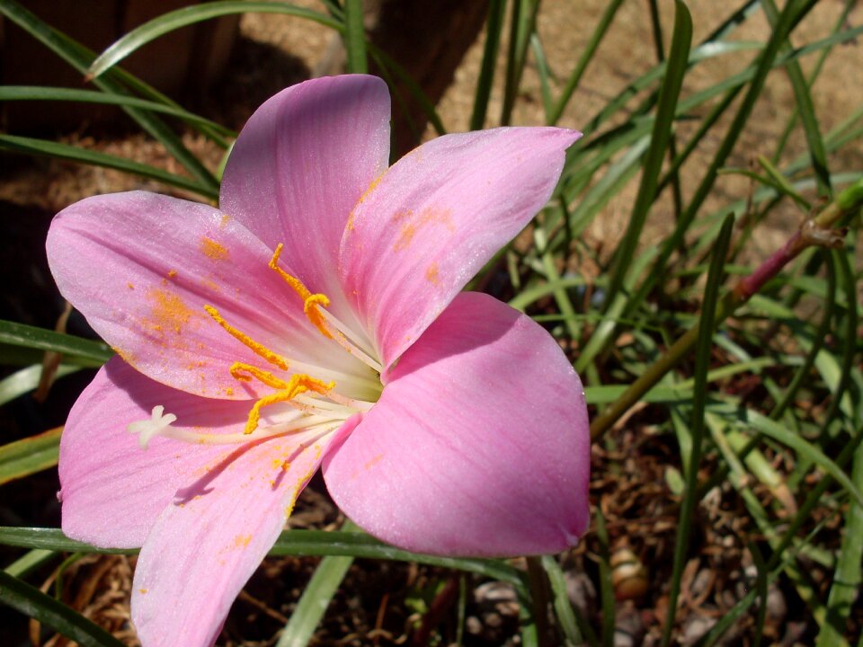 Flowering petals pistil