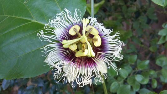 Flower wild wild flower