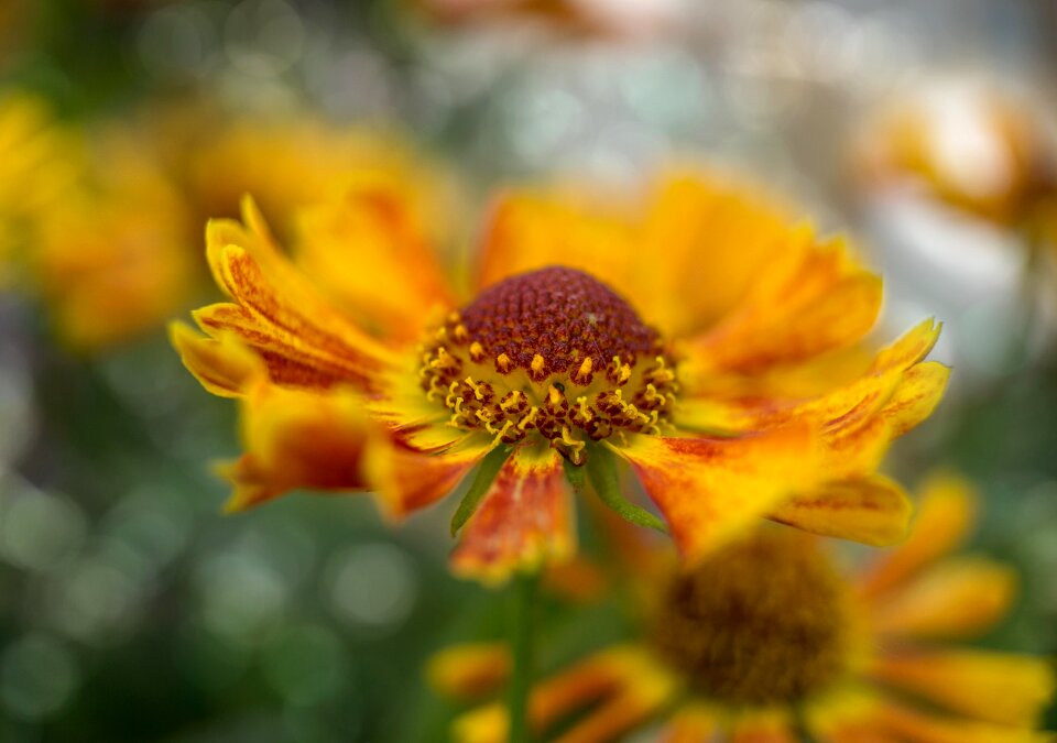 Garden blossom bloom