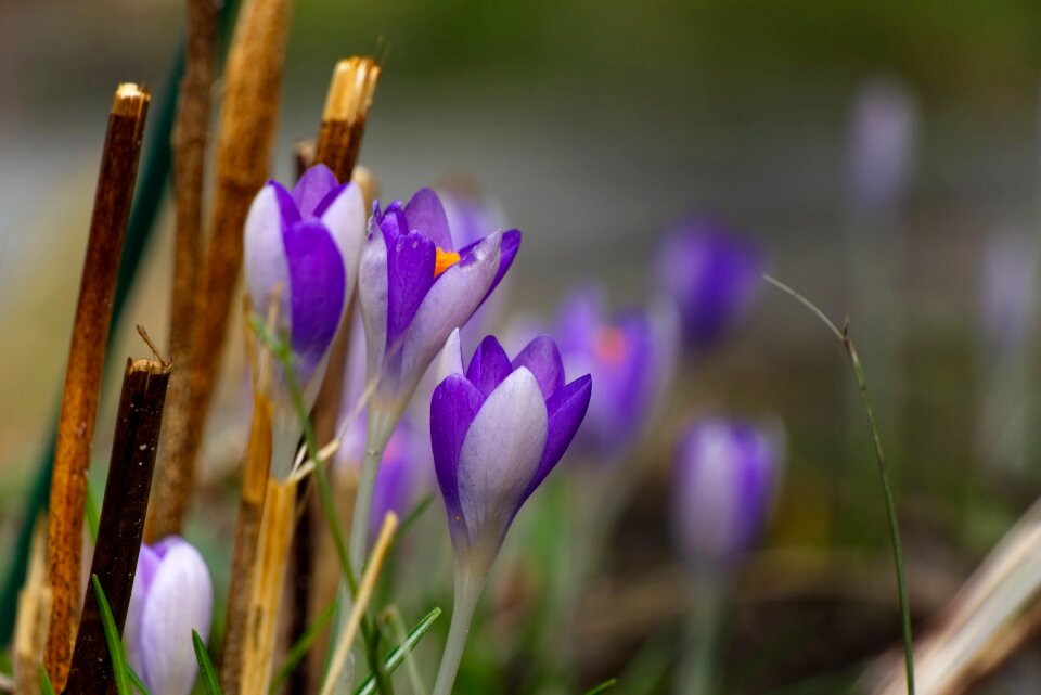 Flower nature violet