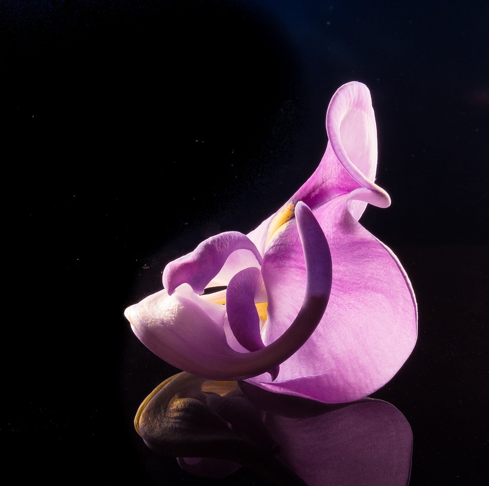 Wild flower violet purple